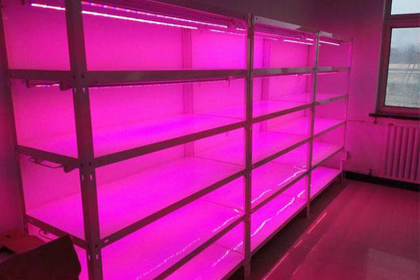組培儀器廠家為您解答組培成功的要素有哪些