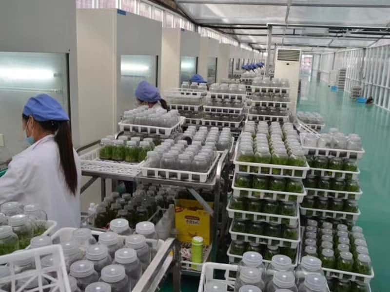 垂直送風超凈工作臺