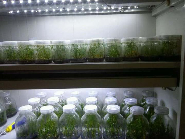 蘭花組培技術研究