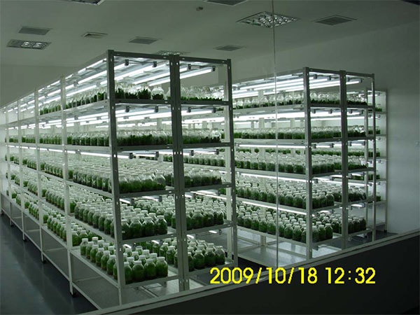蘭花組培技術研究