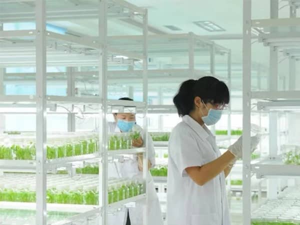 新昌白芨組培苗培育及大田栽培技術