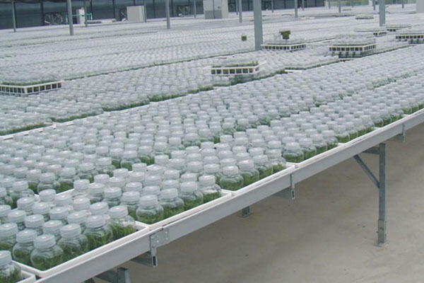 組培室培養的類型以及特點有哪些