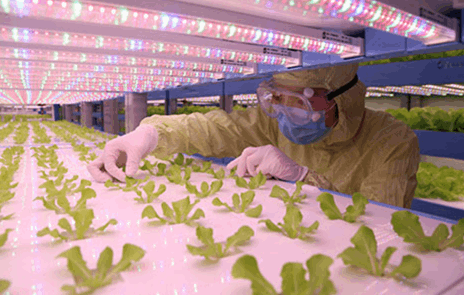 騰昊組培詳解植物工廠
