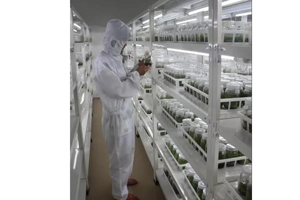 哪些因素影響木本植物的組培技術