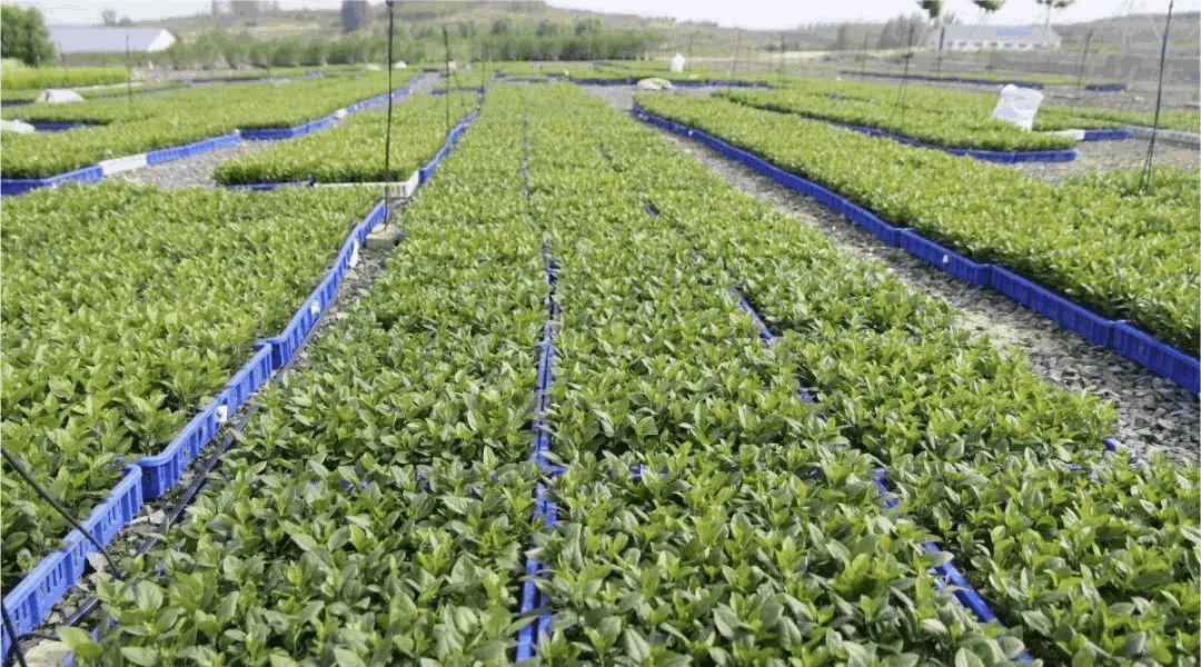 喬化、短枝、矮化蘋果樹在樹體上具有明顯的區別