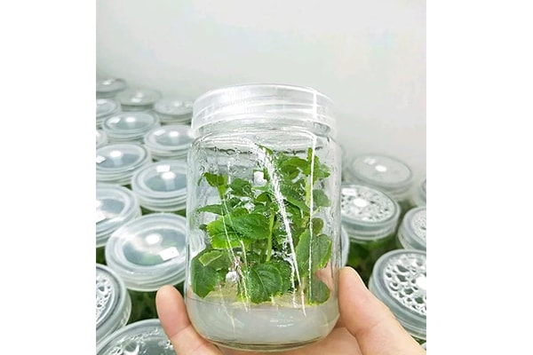 植物組織培養技術是什么?這樣做的好處是什么?