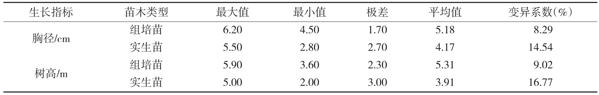 大花序桉組培苗15個月齡幼林生長