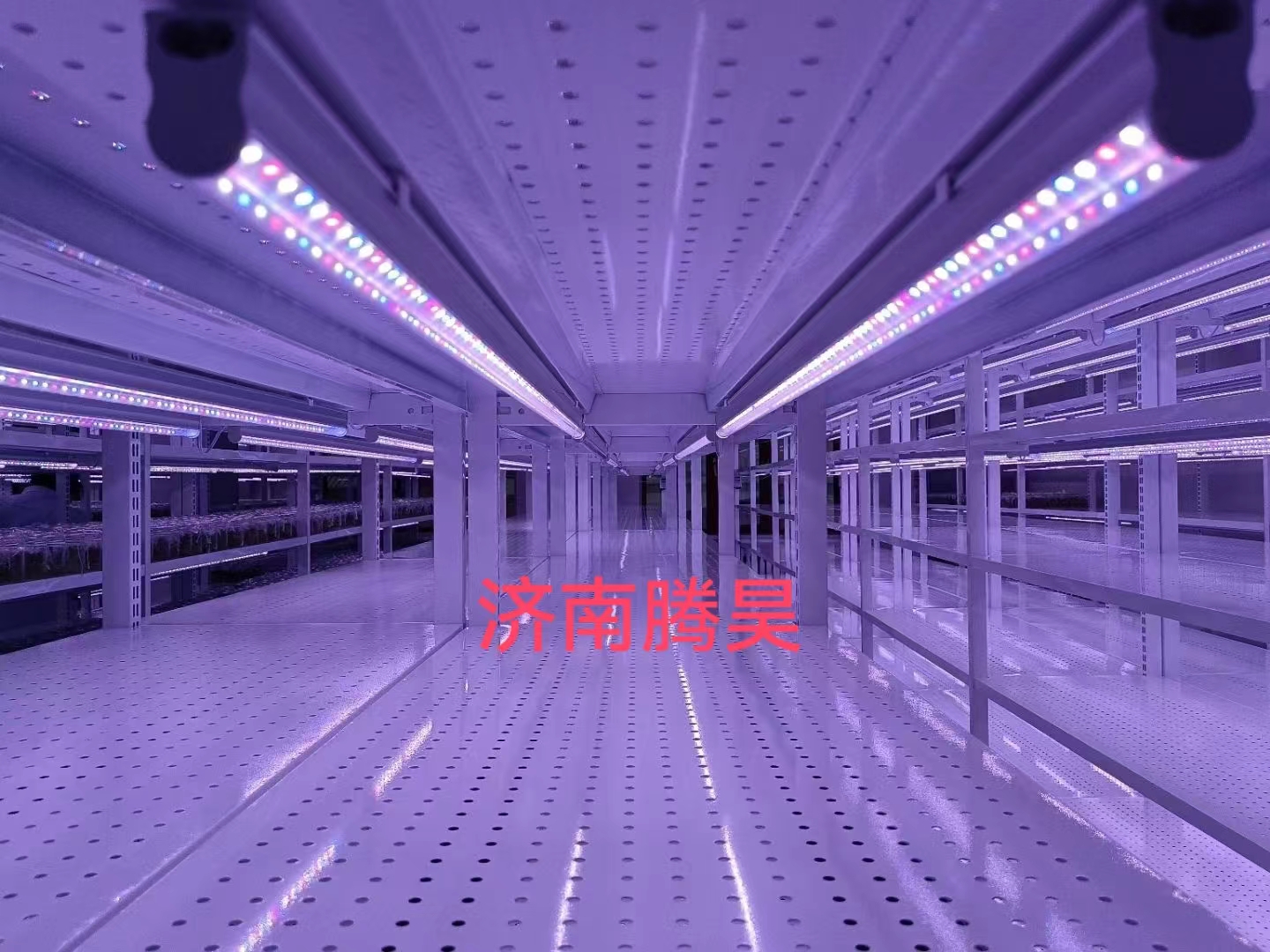 組培架，培養架，光照培養架，組培室設計，組培室無菌凈化